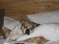 9th Annual 2008 2008 snow run annual 8