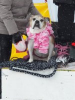 14th Annual Kelly Shires Breast Cancer Snow Run/Kelly's Winter Games 2013 14th annual kelly shires 27