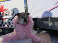 13th Annual - Feb 4, 2012 Hidden Valley Resort 13th annual breast cancer snow run 133