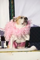 13th Annual - Feb 4, 2012 Hidden Valley Resort 13th annual breast cancer snow run 34