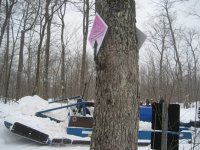 9th Annual 2008 2008 snow run annual 30